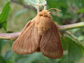 Malacosoma franconicum D. & S. adulte - Jean-Pierre Arnaud