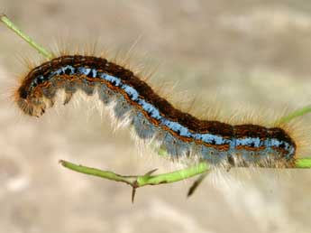  Chenille de Malacosoma franconicum D. & S. - ©Lionel Taurand