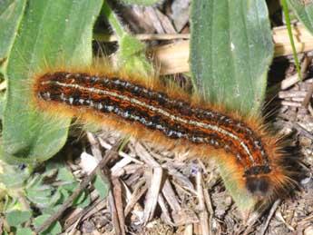  Chenille de Malacosoma franconicum D. & S. - ©Philippe Mothiron