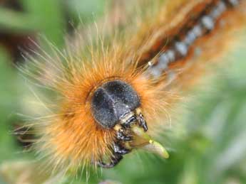  Chenille de Malacosoma franconicum D. & S. - Philippe Mothiron