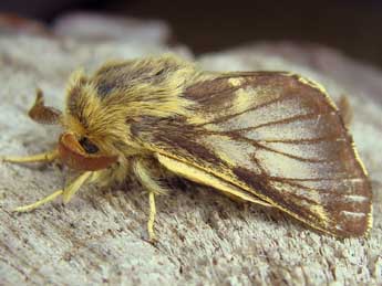 Malacosoma franconicum D. & S. adulte - ©Jean-Pierre Arnaud