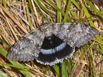 Catocala fraxini L. adulte - Philippe Mothiron