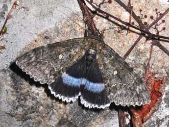 Catocala fraxini L. adulte - ©Philippe Mothiron