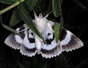 Catocala fraxini L. adulte - Alexis Borges