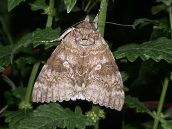 Catocala fraxini L. adulte - Philippe Mothiron