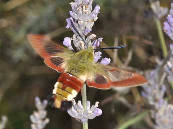 Hemaris fuciformis L. adulte - ©Philippe Mothiron