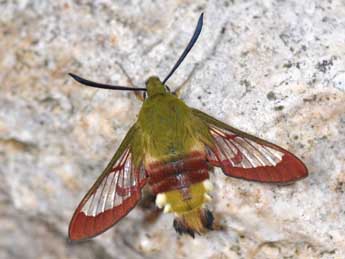 Hemaris fuciformis L. adulte - ©Philippe Mothiron