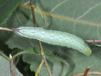  Chenille de Hemaris fuciformis L. - Philippe Mothiron