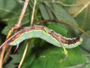  Chenille de Hemaris fuciformis L. - Philippe Mothiron