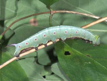  Chenille de Hemaris fuciformis L. - Philippe Mothiron