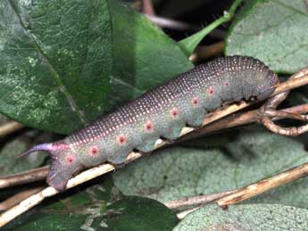  Chenille de Hemaris fuciformis L. - Philippe Mothiron