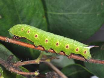  Chenille de Hemaris fuciformis L. - Philippe Mothiron