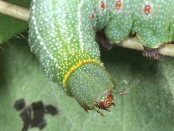  Chenille de Hemaris fuciformis L. - ©Philippe Mothiron