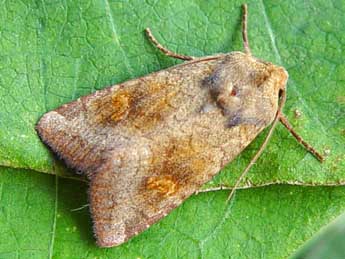 Amphipoea fucosa Frr adulte - Jean-Paul Quinette