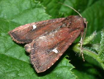 Helotropha leucostigma Hb. adulte - ©Philippe Mothiron