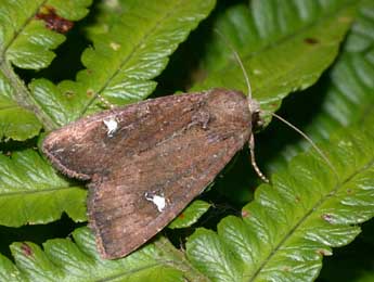 Helotropha leucostigma Hb. adulte - ©Philippe Mothiron