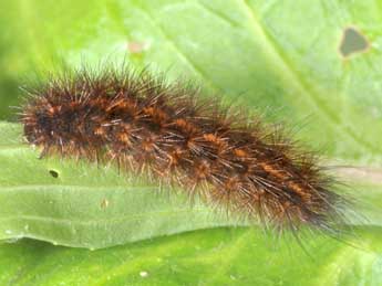  Chenille de Phragmatobia fuliginosa L. - Philippe Mothiron