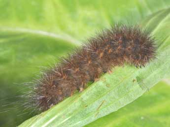  Chenille de Phragmatobia fuliginosa L. - ©Philippe Mothiron