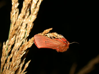 Phragmatobia fuliginosa L. adulte - Philippe Mothiron