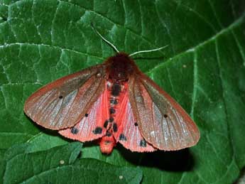 Phragmatobia fuliginosa L. adulte - Philippe Mothiron