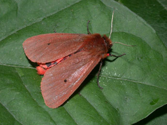 Phragmatobia fuliginosa L. adulte - ©Philippe Mothiron