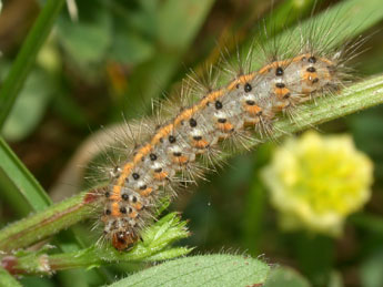  Chenille de Phragmatobia fuliginosa L. - Philippe Mothiron