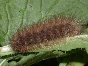  Chenille de Phragmatobia fuliginosa L. - ©Philippe Mothiron