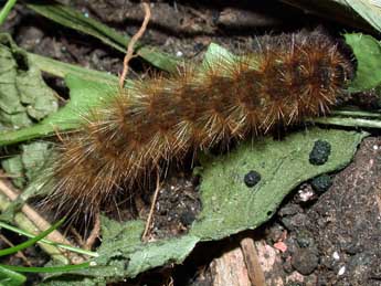  Chenille de Phragmatobia fuliginosa L. - Philippe Mothiron