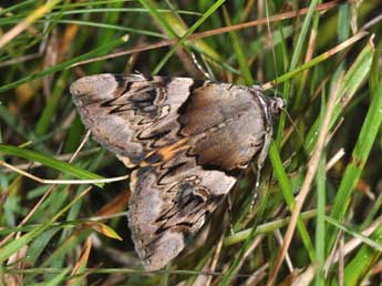 Catocala fulminea Scop. adulte - Philippe Mothiron