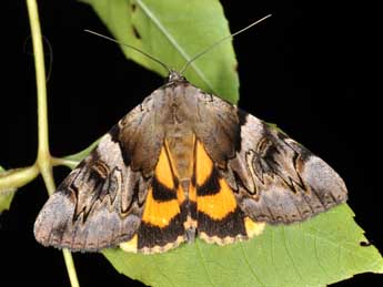 Catocala fulminea Scop. adulte - Philippe Mothiron