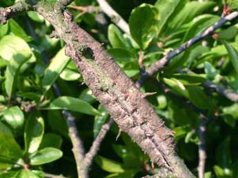  Chenille de Catocala fulminea Scop. - Serge Wambeke