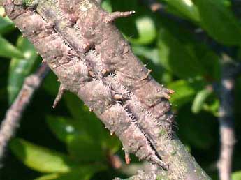  Chenille de Catocala fulminea Scop. - Serge Wambeke