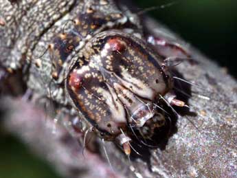  Chenille de Catocala fulminea Scop. - Serge Wambeke