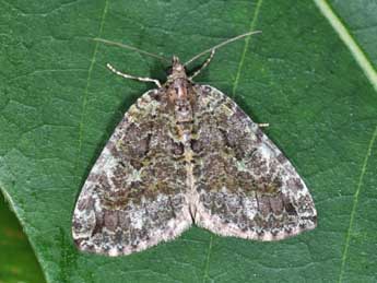 Hydriomena furcata Thnbg adulte - Philippe Mothiron