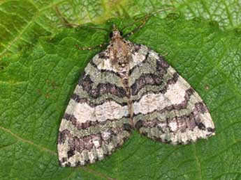 Hydriomena furcata Thnbg adulte - Philippe Mothiron