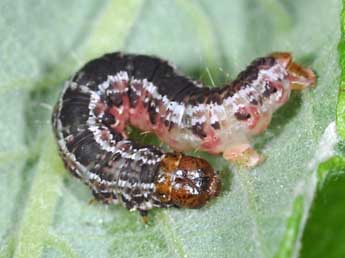  Chenille de Hydriomena furcata Thnbg - Philippe Mothiron