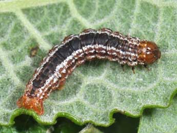  Chenille de Hydriomena furcata Thnbg - ©Philippe Mothiron