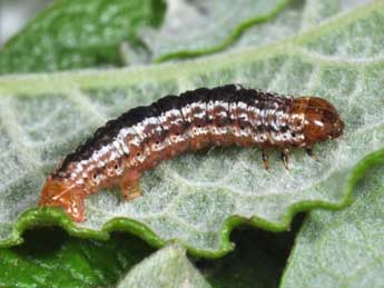  Chenille de Hydriomena furcata Thnbg - Philippe Mothiron