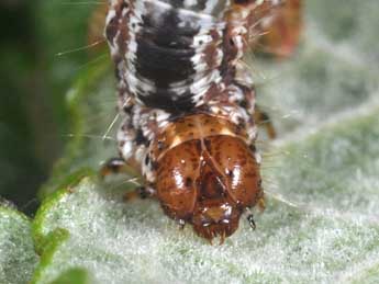  Chenille de Hydriomena furcata Thnbg - Philippe Mothiron