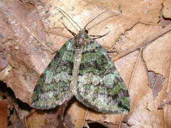 Hydriomena furcata Thnbg adulte - Philippe Mothiron