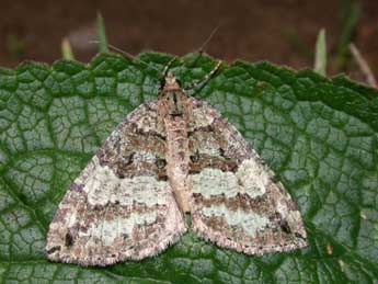 Hydriomena furcata Thnbg adulte - ©Philippe Mothiron