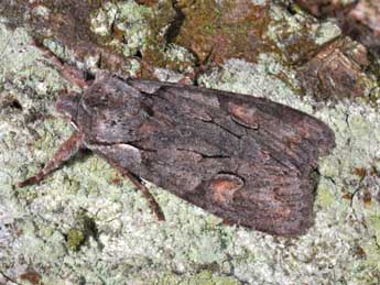 Lithophane furcifera Hfn. adulte - Philippe Mothiron