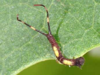  Chenille de Furcula furcula Cl. - Philippe Mothiron