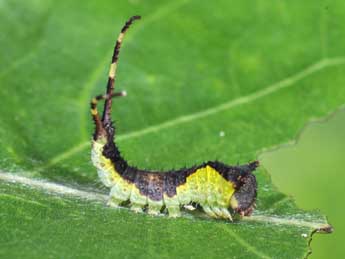  Chenille de Furcula furcula Cl. - ©Philippe Mothiron