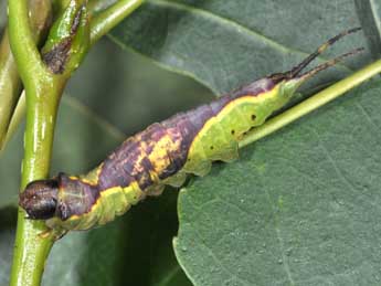  Chenille de Furcula furcula Cl. - Philippe Mothiron