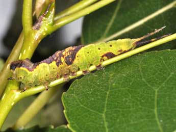  Chenille de Furcula furcula Cl. - Philippe Mothiron