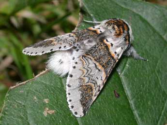 Furcula furcula Cl. adulte - ©Philippe Mothiron