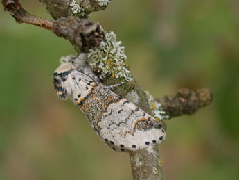 Furcula furcula Cl. adulte - Philippe Mothiron