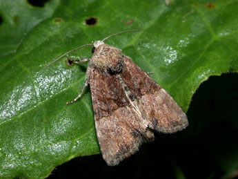 Mesoligia furuncula D. & S. adulte - Philippe Mothiron