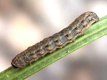  Chenille de Caradrina fuscicornis Rbr - ©Daniel Morel